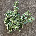 IVY ENGLISH BUSH X12   GREEN/VARIEGATED
