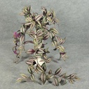 HANGING WANDERING JEW BUSH X9