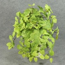 POTATO LEAF HANGING BUSH X12