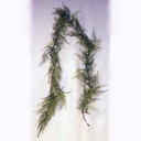 GARLAND FERN PLUMOSA 6' PLASTIC