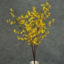 FORSYTHIA BUSH X10 GOLD/YELLOW 30"