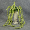 BUBBLEBERRY HANGING BUSH X5  GREEN