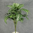 22" ZEBRA PLANT W/24 LVS