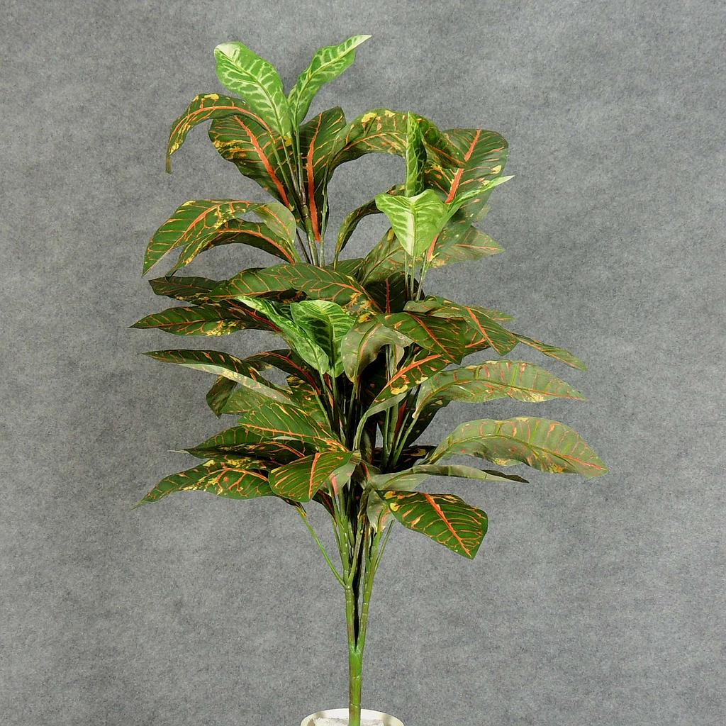 34" CROTON PLANT W/48 LVS
