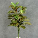 34" CROTON PLANT W/48 LVS