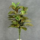 CROTON PLANT W/48 LVS 34"