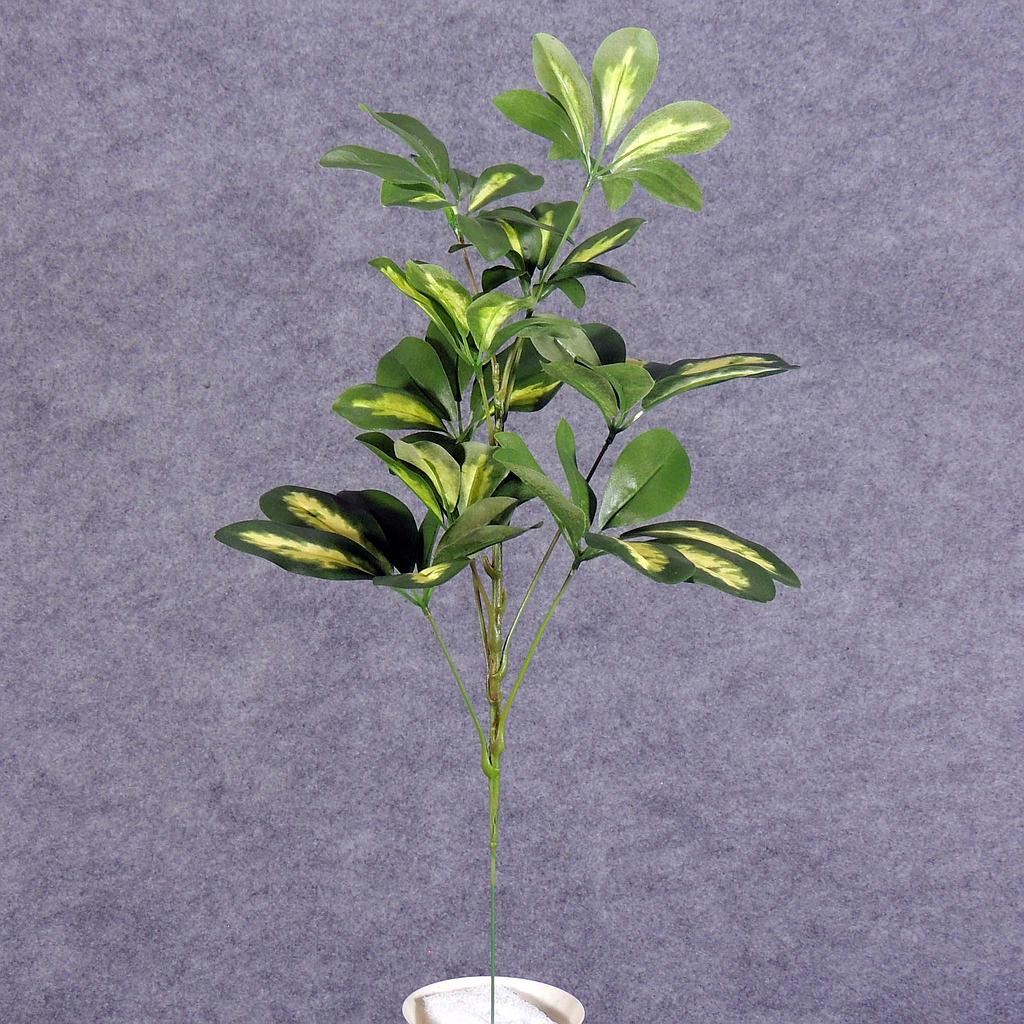 SCHEFFLERA BABY VARIGATED 22" W/63 LVS