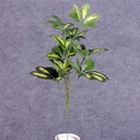 SCHEFFLERA BABY VARIGATED 22" W/63 LVS