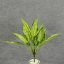 AGLAONEMA BUSHx5 REAL TOUCH 18"