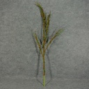 BRANCH 44" W/LEAVES