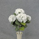HYDRANGEA BUSH X5    WHITE
