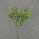 31" SPRINGERI GRASS SPRAY 2/BDL GREEN