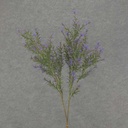 SPRINGERI GRASS SPRAY 31" 2/BDL  PURPLE