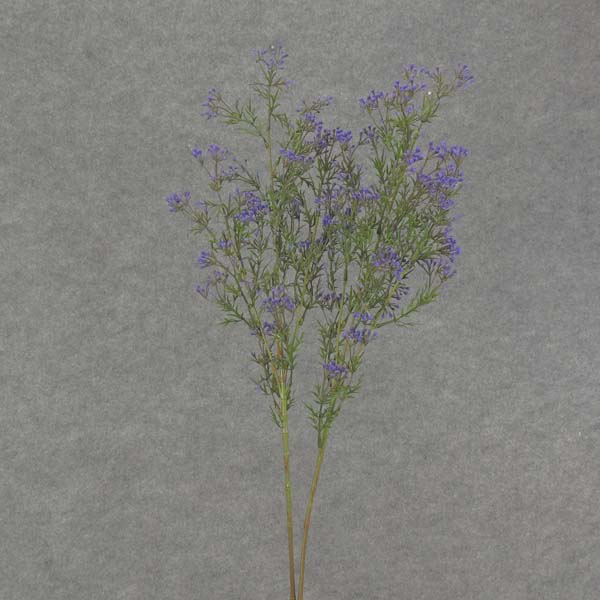 30" SEEDED GRASS SPRAY PURPLE (2/BDL)