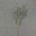 30" SEEDED GRASS SPRAY PURPLE (2/BDL)