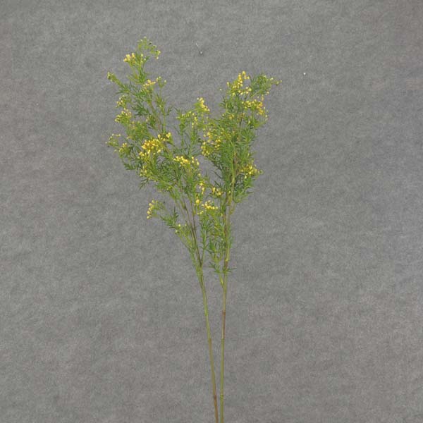 30" SEEDED GRASS SPRAY YELLOW (2/BDL)
