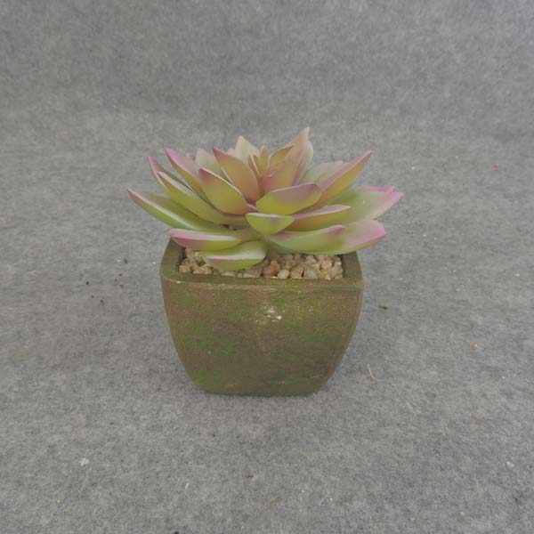 HEN & CHICK SUCCULENT w/POT 5"