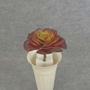SUCCULENT PICK 6" RED/GREEN
