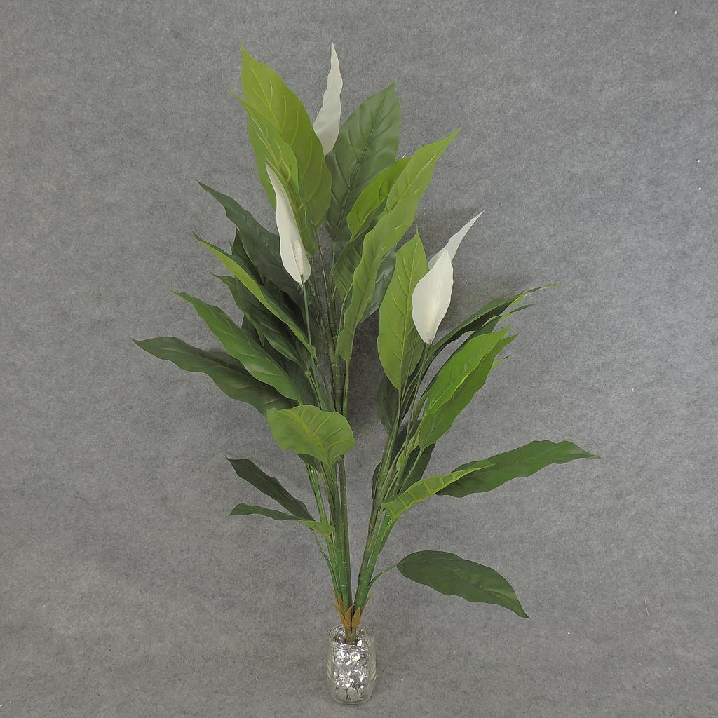 3' SPATHIPHYLLUM/PEACE LILY X5