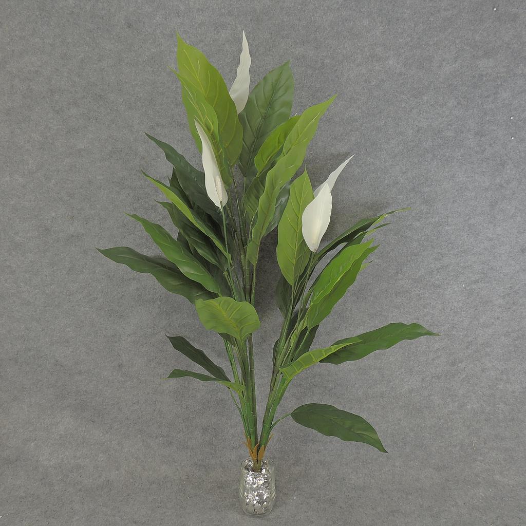 SPATHIPHYLLUM/PEACE LILY X5 3'