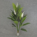 3' SPATHIPHYLLUM/PEACE LILY X5