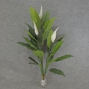 SPATHIPHYLLUM/PEACE LILY X5 3'