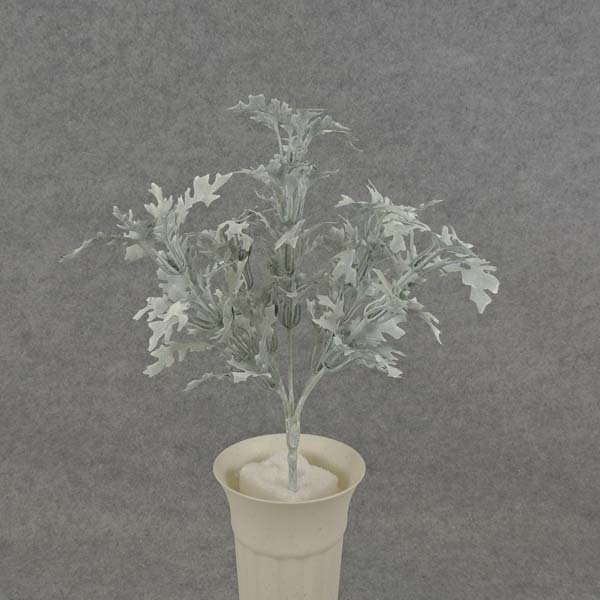 DUSTY MILLER BUSH 11" X5