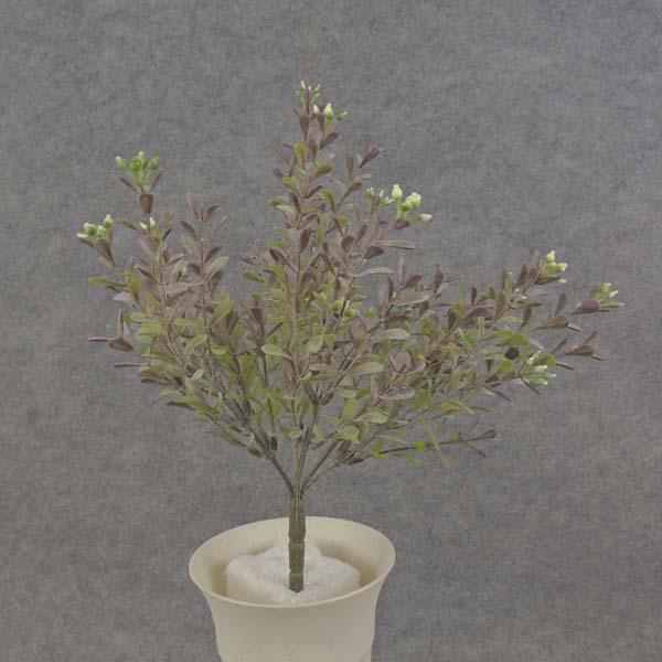 BOXWOOD MINI BUSH 11" X7       