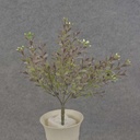 BOXWOOD MINI BUSH 11" X7       