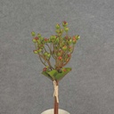 13" BERRY BUNDLE X5 W/RAFFIA