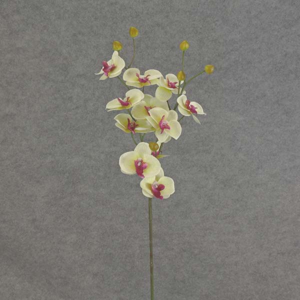 PHALAENOPSIS MINI SPRAY X3 23"  CREAM/GREEN