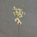 PHALAENOPSIS MINI SPRAY X3 23"  CREAM/GREEN