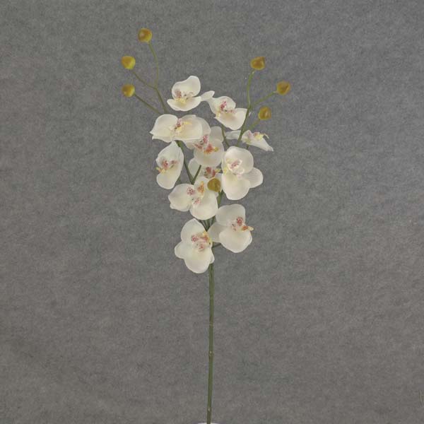 PHALAENOPSIS MINI SPRAY X3 23"  CREAM/WHITE