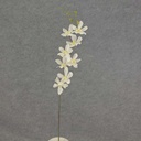 DENDROBIUM ORCHID SPRAY 29"  CREAM/WHITE
