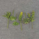 SUCCULENT PICK MIX SMALL 6/BAG