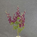 DELPHINIUM BUSH X5 24"  FUCHSIA
