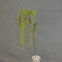 AMARANTHUS HANGING SPRAY X6 40"  GREEN