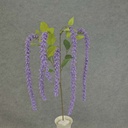 40" AMARANTHUS HANGING SPRAY X6 PURPLE