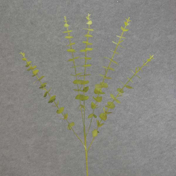 EUCALYPTUS SPRAY X5 31"