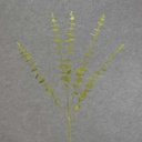 31" EUCALYPTUS SPRAY X5