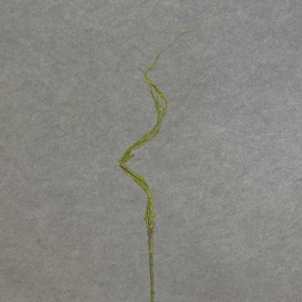 31" CURLY WILLOW TWIG SPRAY X3 GREEN/MOSS