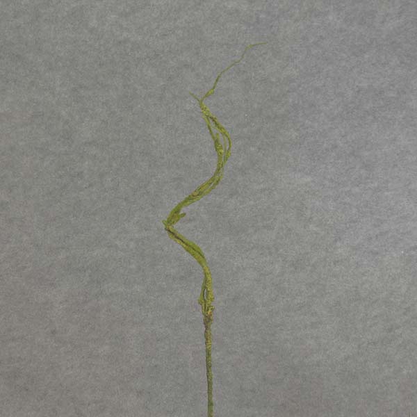 CURLY WILLOW TWIG SPRAY X3 31&quot;  GREEN/MOSS