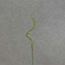 CURLY WILLOW TWIG SPRAY X3 31&quot;  GREEN/MOSS