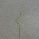 CURLY WILLOW TWIG SPRAY X3 31"  GREEN/MOSS