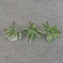 SUCCULENT PICK ASST (3/BAG)      DUSTY GREEN