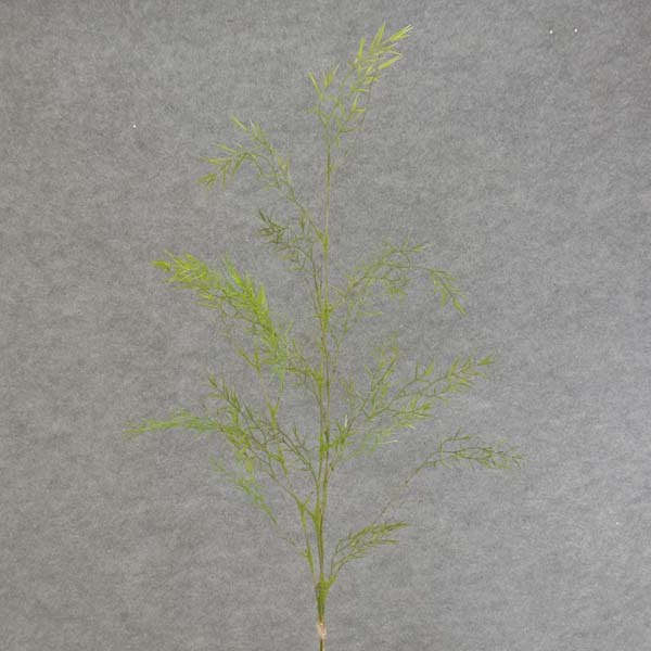 36" BAMBOO GRASS BUNDLE X3 w/MOSS/LEAVES