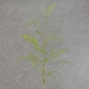 36" BAMBOO GRASS BUNDLE X3 w/MOSS/LEAVES