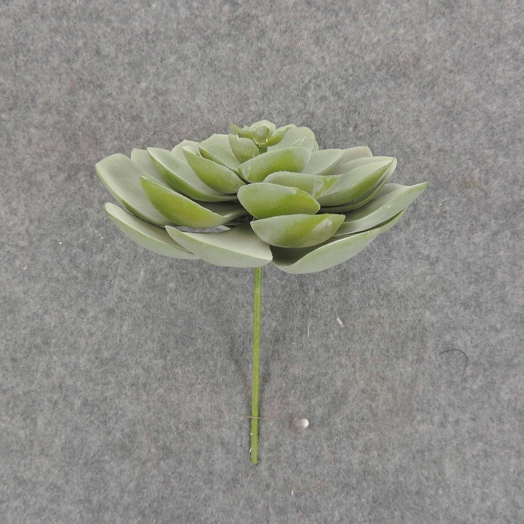SUCCULENT HEN&CHICK 4"dia  DUSTY GREEN