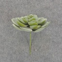 SUCCULENT HEN&CHICK 4"dia  DUSTY GREEN