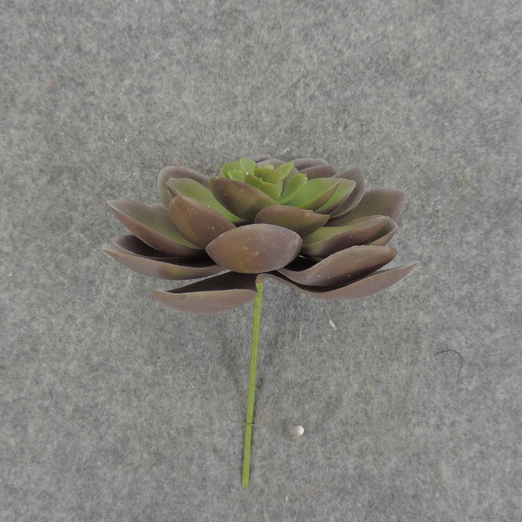 SUCCULENT HEN&CHICK 4"dia  PURPLE/GREEN